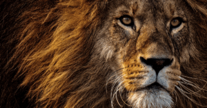 Celebrating 75 Years in Narnia: Which Character Are You?